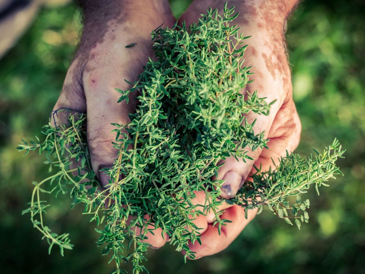 Hands Picking Herbs