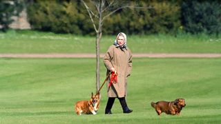 queen elizabeth ii walking her dogs at windsor castle