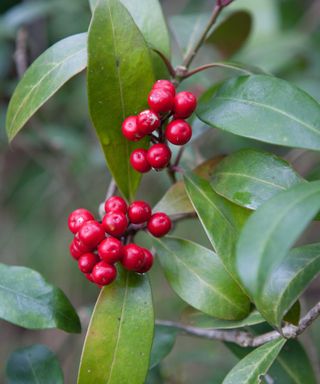 Skimmia japonica subsp. reevesiana berries