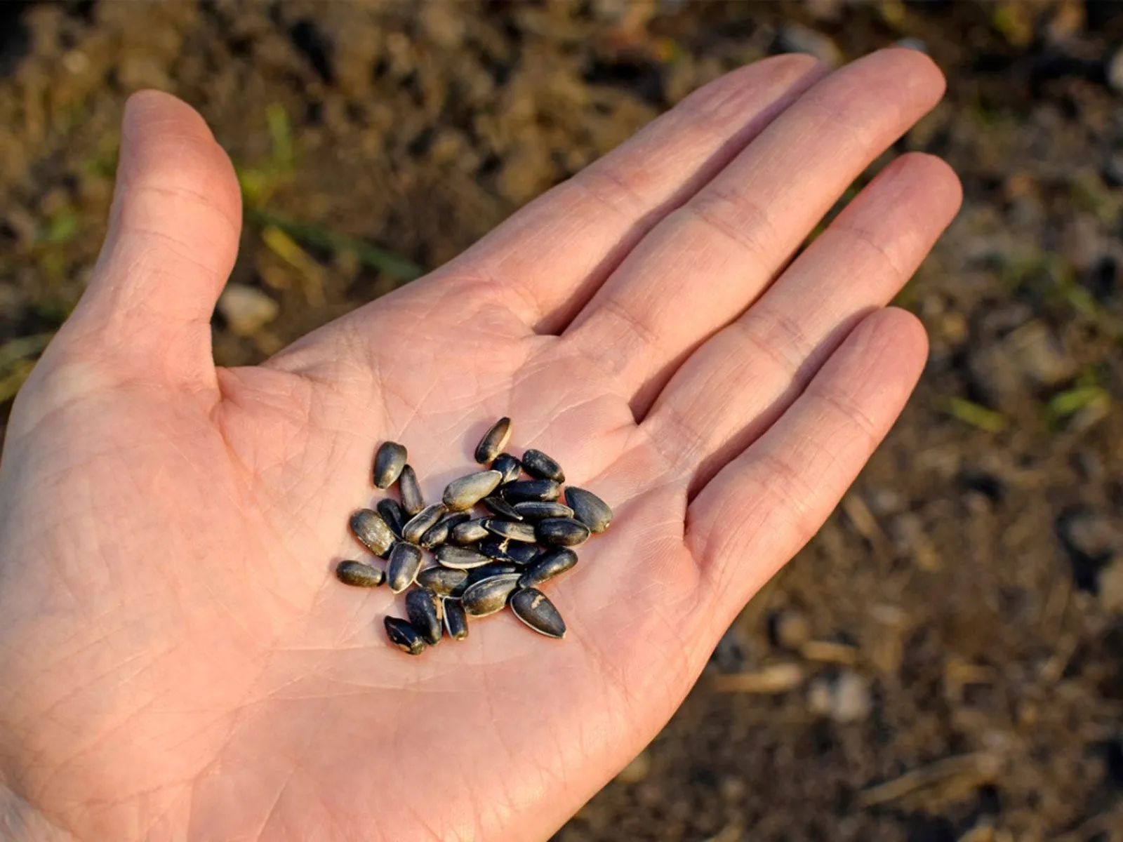 seed