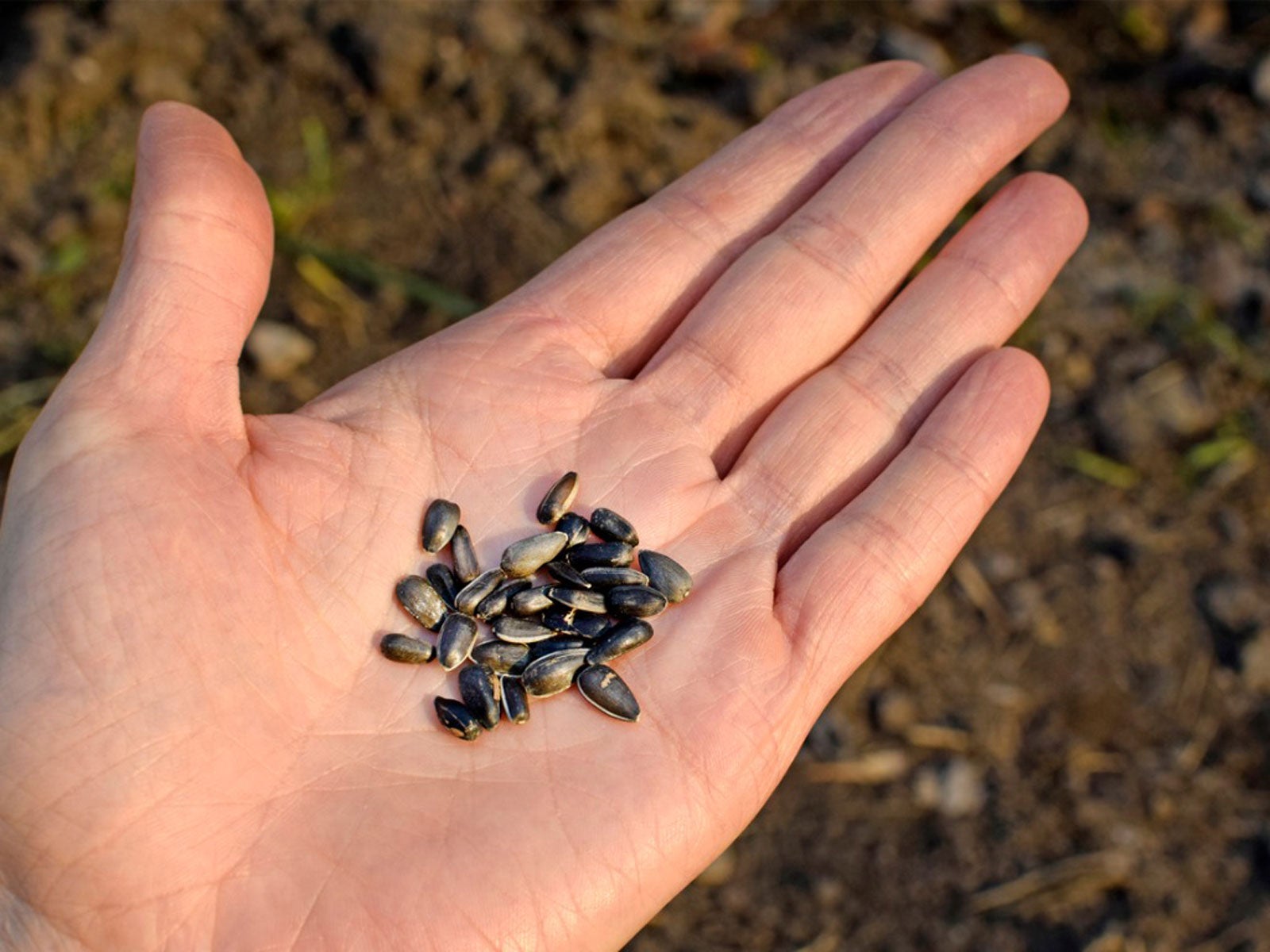 How To Collect And Store Seeds In Autumn – And When To Plant Them