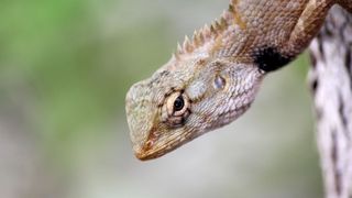 Spiny-tailed Lizard