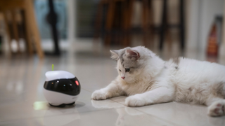 White cat sitting down next to an automated indoor cat toy