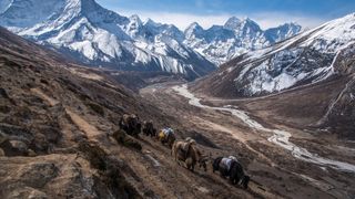 what is backpacking: yaks carrying provision in the Himalayas