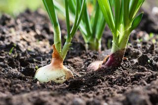 onions growing in soil