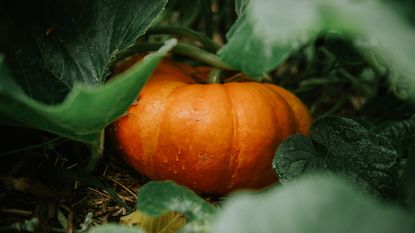 An orange pumpkin in fall surrounded by green leaves