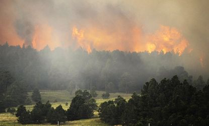 The Black Forest Fire burns behind a stand of trees on June 12, near Colorado Springs. 