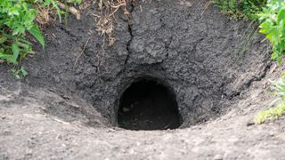 A groundhog burrow