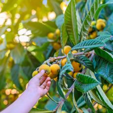 Picking loquat fruits from tree
