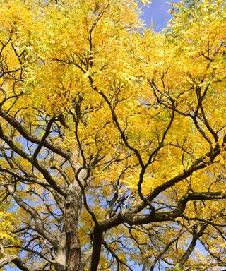 Kentucky coffeetree with yellow leaves