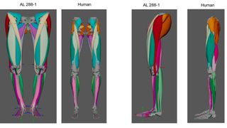 Digital reconstruction of Lucy's leg muscles compared those of a modern human.
