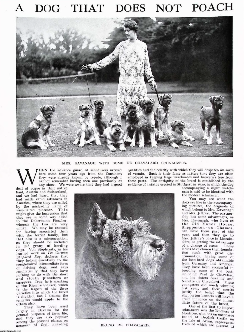 Schnauzer