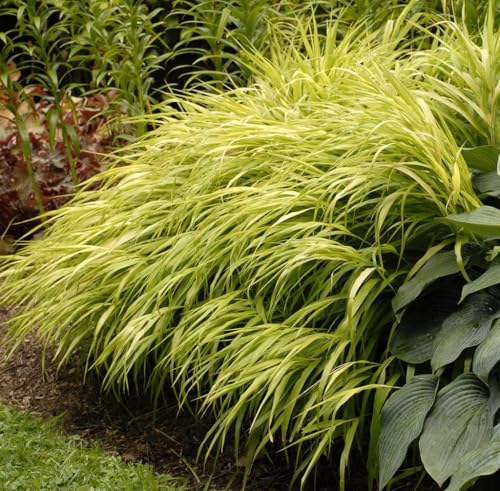 Redcrocus - All Gold Japanese Forest Grass Hakonechloa Macra 'all Gold'- Vibrant Foliage, Shade-Loving Ornamental Grass, Container & Garden Use, Deer Resistant, Non-Toxic 1 Gallon Redcrocus - All Gold Japanese Forest Grass Hakonechloa Macra 'all Gold'- Vibrant Foliage, Shade-Loving Ornamental Grass, Container & Garden Use, Deer Resistant, Non-Toxic 1 Gallon