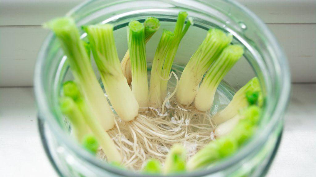 Roots growing out of green onions in a glass jar of water