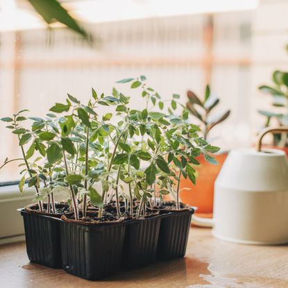 Tomato seedlings growing in a pot on a windowsill