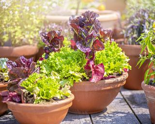 Lettuce crops growing in terracotta pots