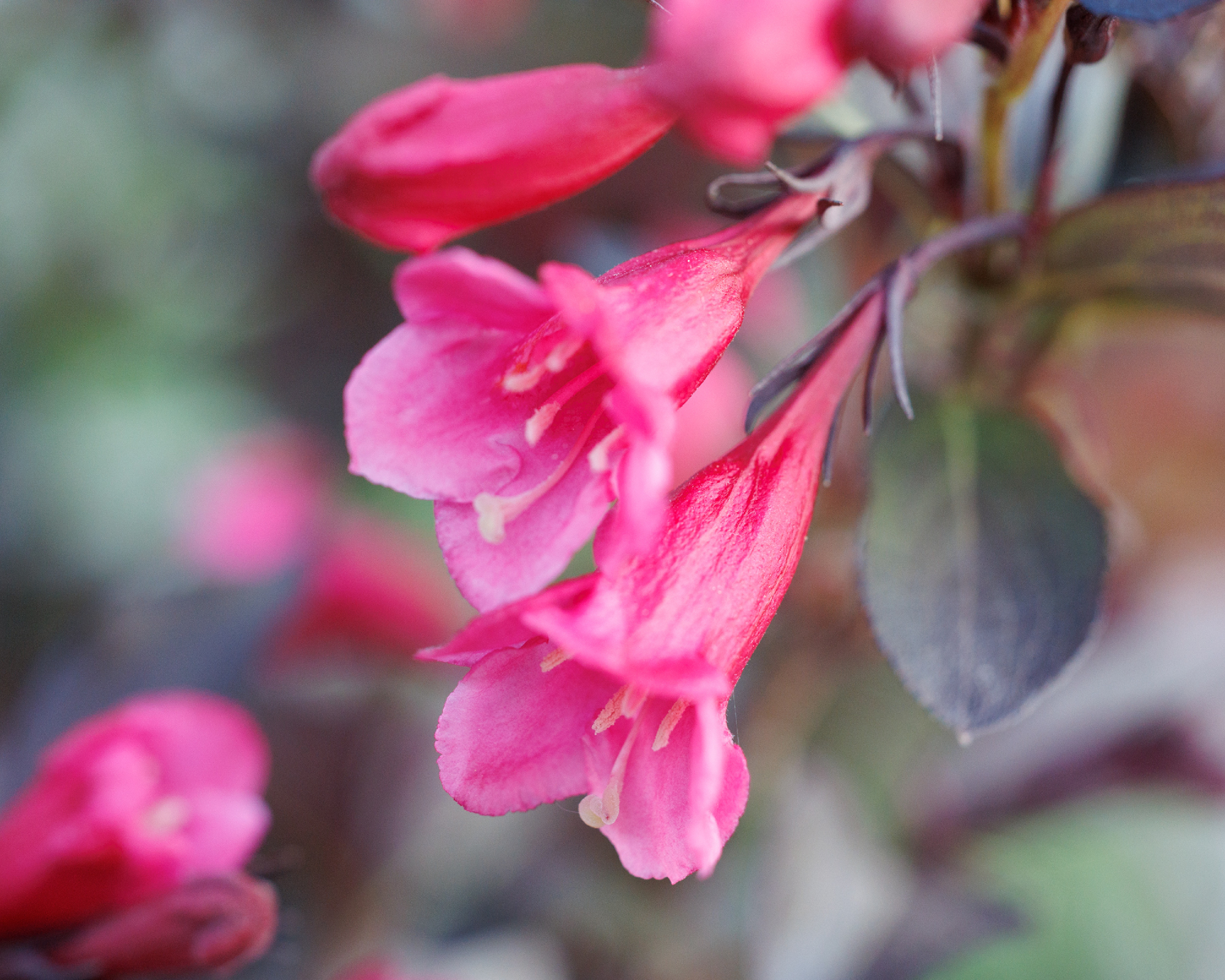 Weigela flowers