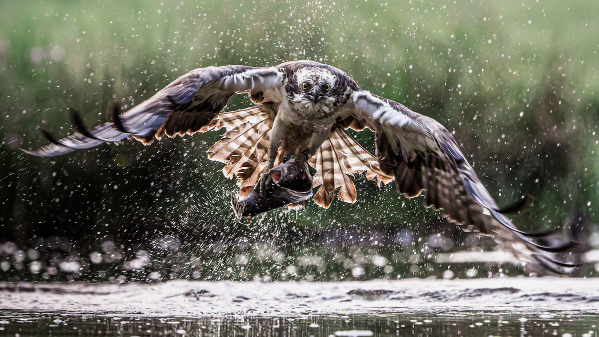 Shot at ISO 20,000 and 40fps electronic shutter camera, this detailed ...
