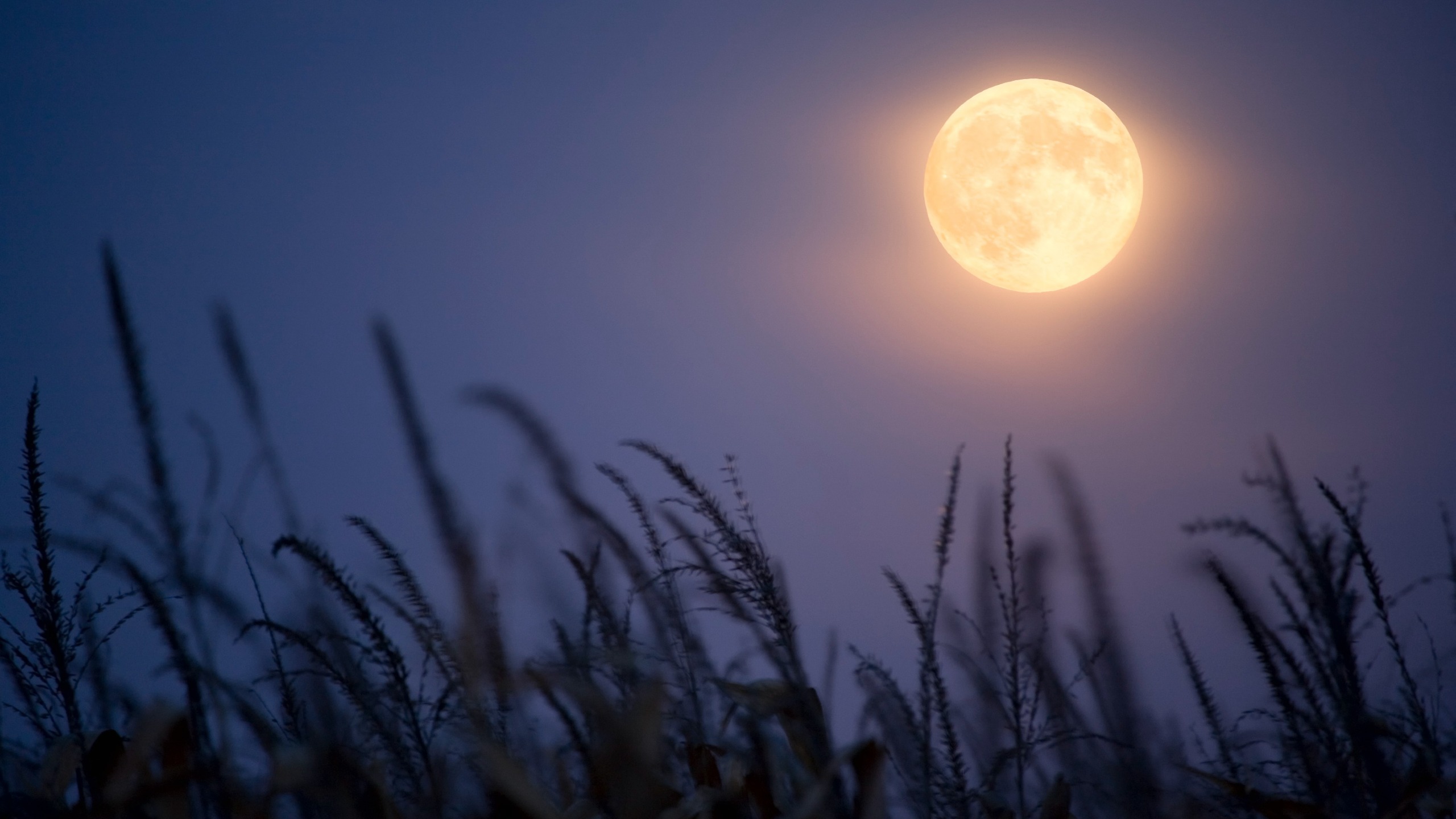 a glowing moon rises over fields of wheat or perhaps another of the noble grains