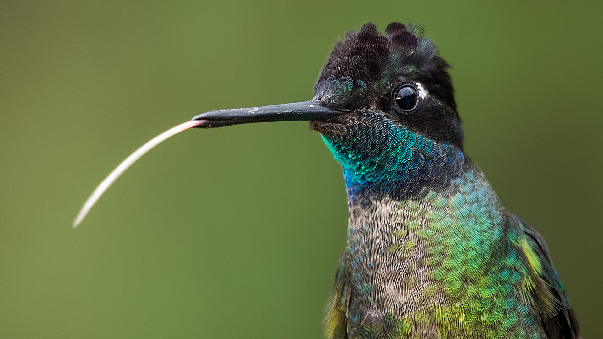 A hummingbird shoots its long tongue through its beak