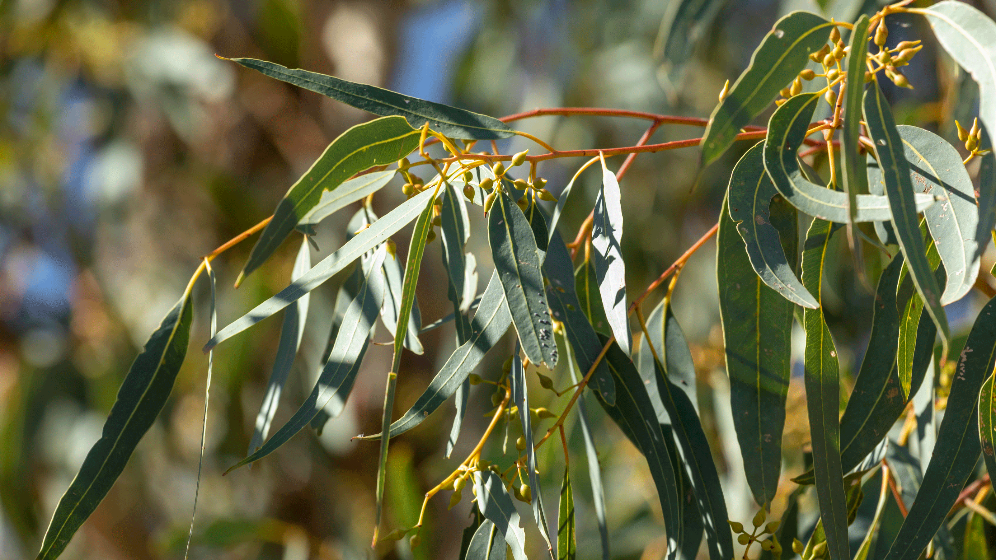 Eucalyptus in basket