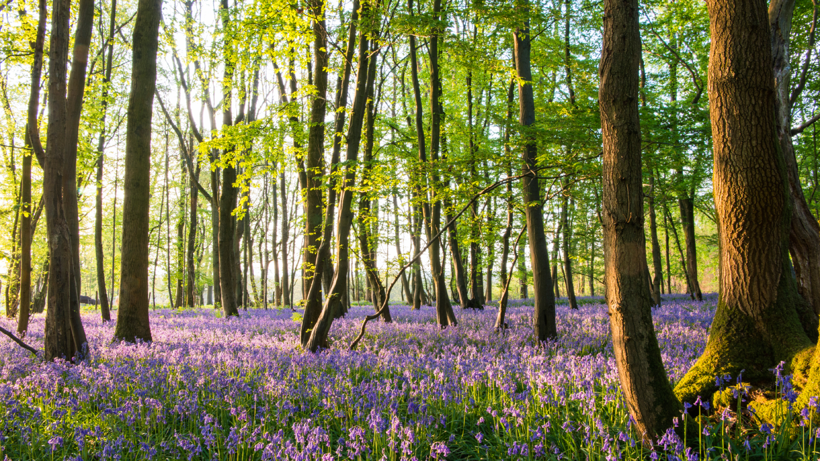 Beech tree forest with flowers on forest floor