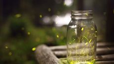Light trails of Japanese fireflies flying around in a jar