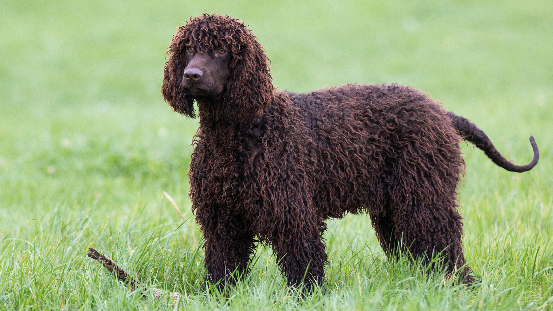 Irish Water Spaniel