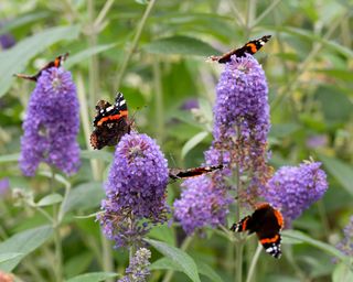 Red Admiral Butterflies; Vanessa atalanta; on Buddleia Flowers;