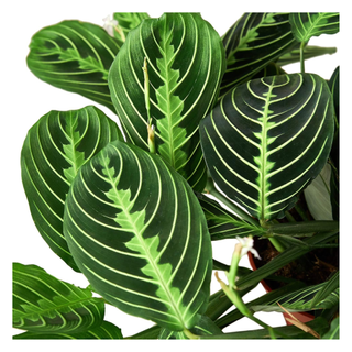 A maranta houseplant