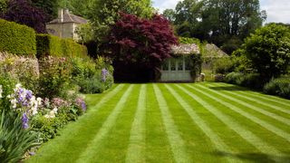 Manicured lawn with mower stripes in a summer garden