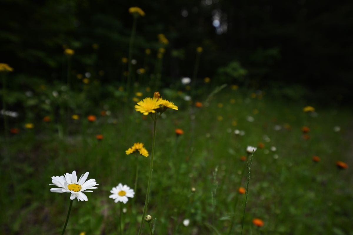 An image taken with the Tamron 12-20mm f/2.8