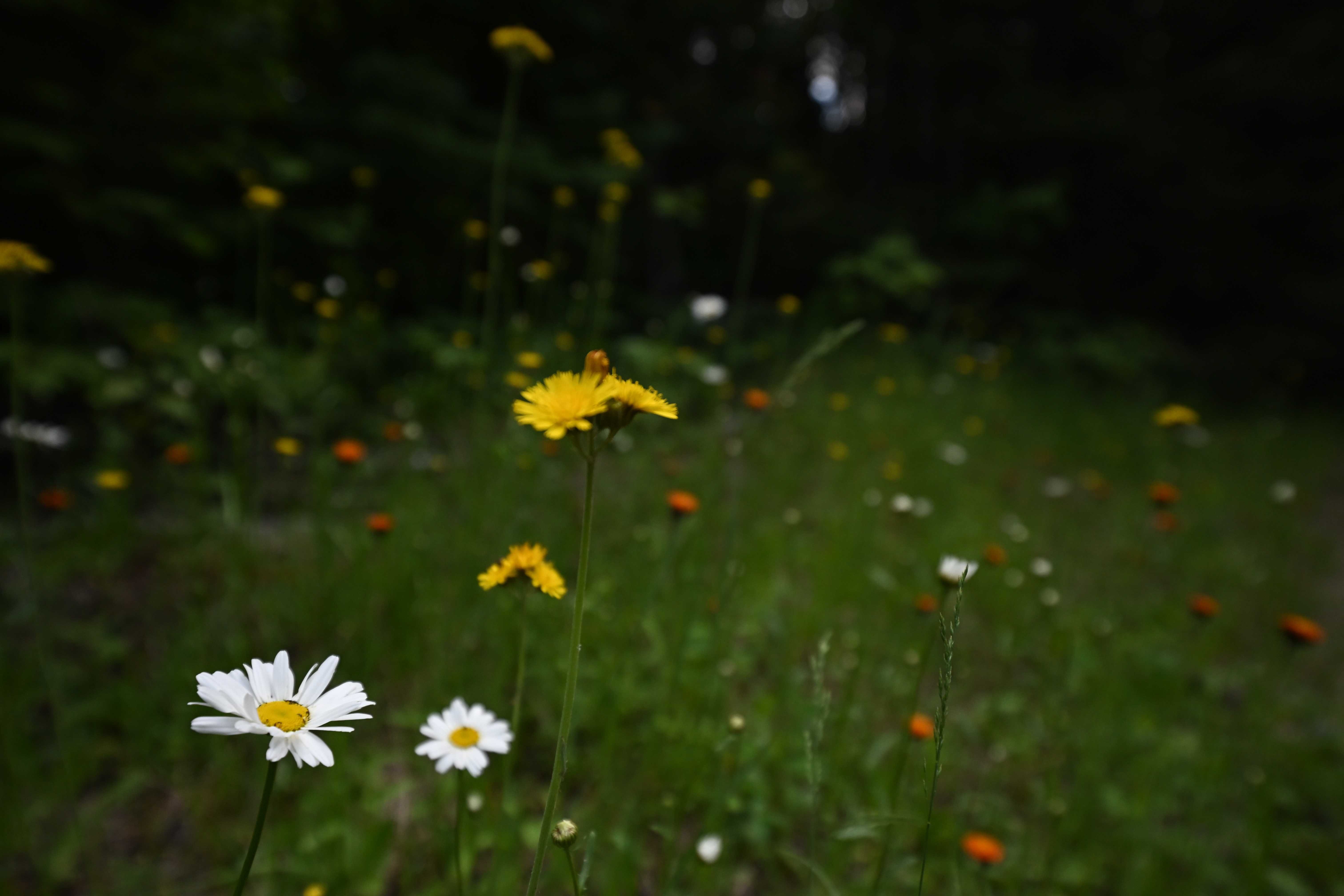 An image taken with the Tamron 12-20mm f/2.8
