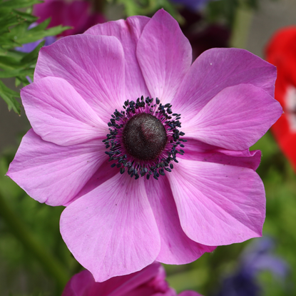 When To Plant Anemone Bulbs For Beautiful Blooms Ideal Home   A8qSxaKjjpRA5swsN9WUnX 415 80 