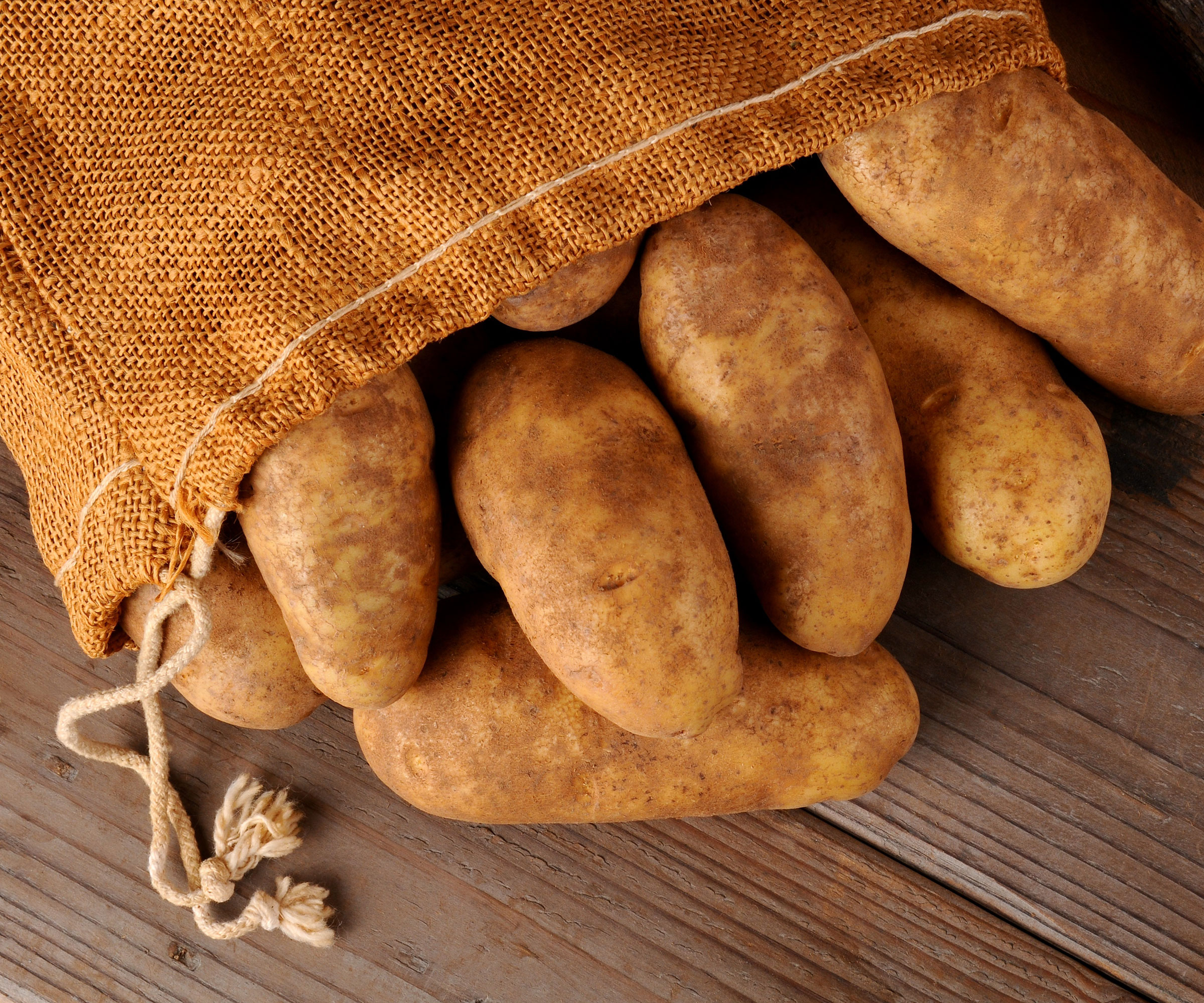harvested heirloom potatoes Russet Burbank in hessian sack
