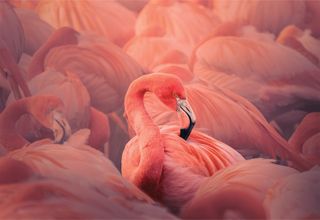 Standing Out From the Crowd: This beautiful flock of Flamingos were all huddled together sleeping. I searched through the group to see if I could find one with their head up against a sea of ‘heads down’. This stunning bird lifted his head to groom and I got the shoot. I knew as soon as I took it, it would be special.Capturing the picture was quite easy as it was great photography weather - it was winter, so soft light. It just needed some patience. I processed it through Photoshop, using all the usual sliders, heal brush for bits and a light gradient layer to really bring out the subject from the rest.