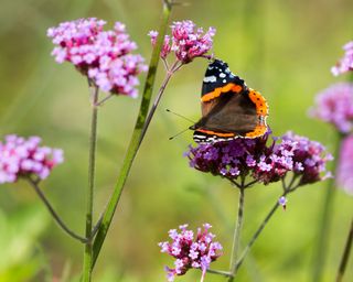 Red Admiral butterfly (Vanessa atalanta) feeding on Verbena bonariensis flower