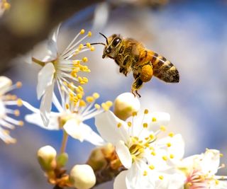 A pollen-laden honeybee searching for nectar