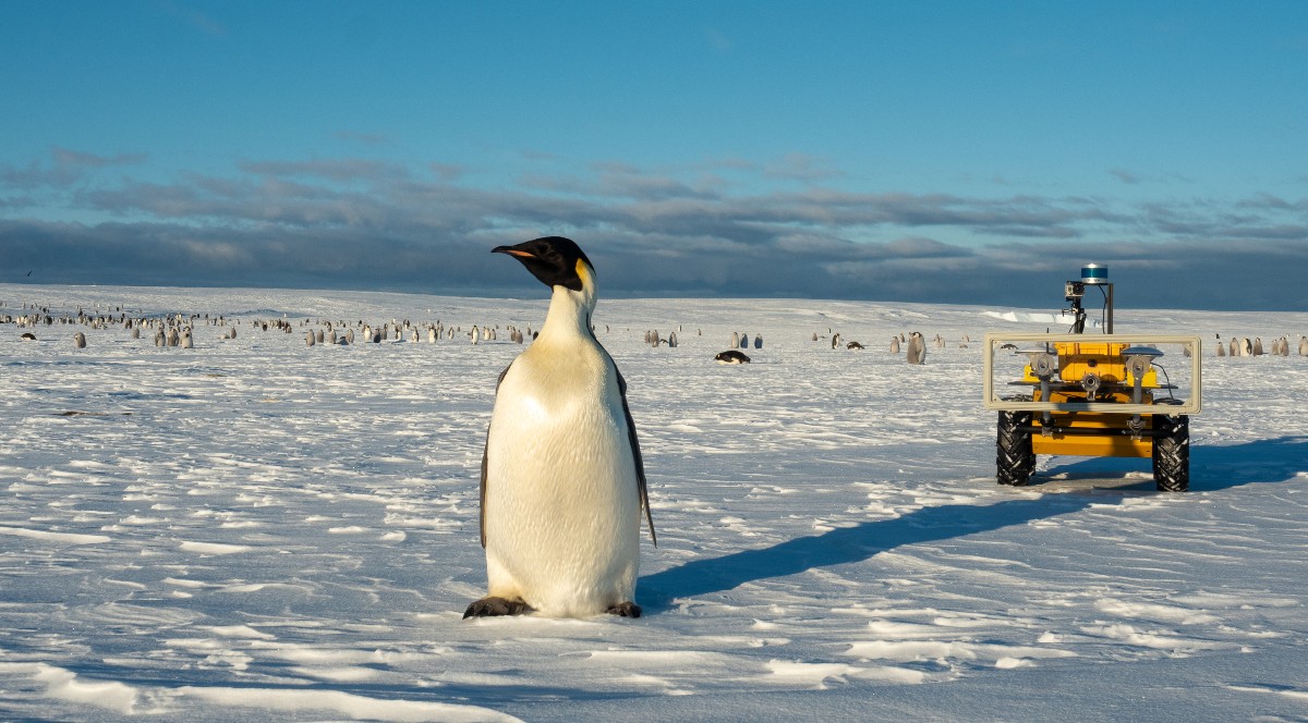 Echo approaching a penguin