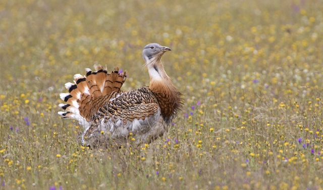 Great Bustard in the wild.