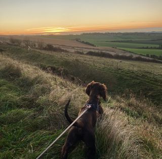 Something I never thought I would do - an early sunrise walk with Wilf.