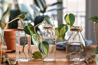 Pothos cuttings in small glass jars