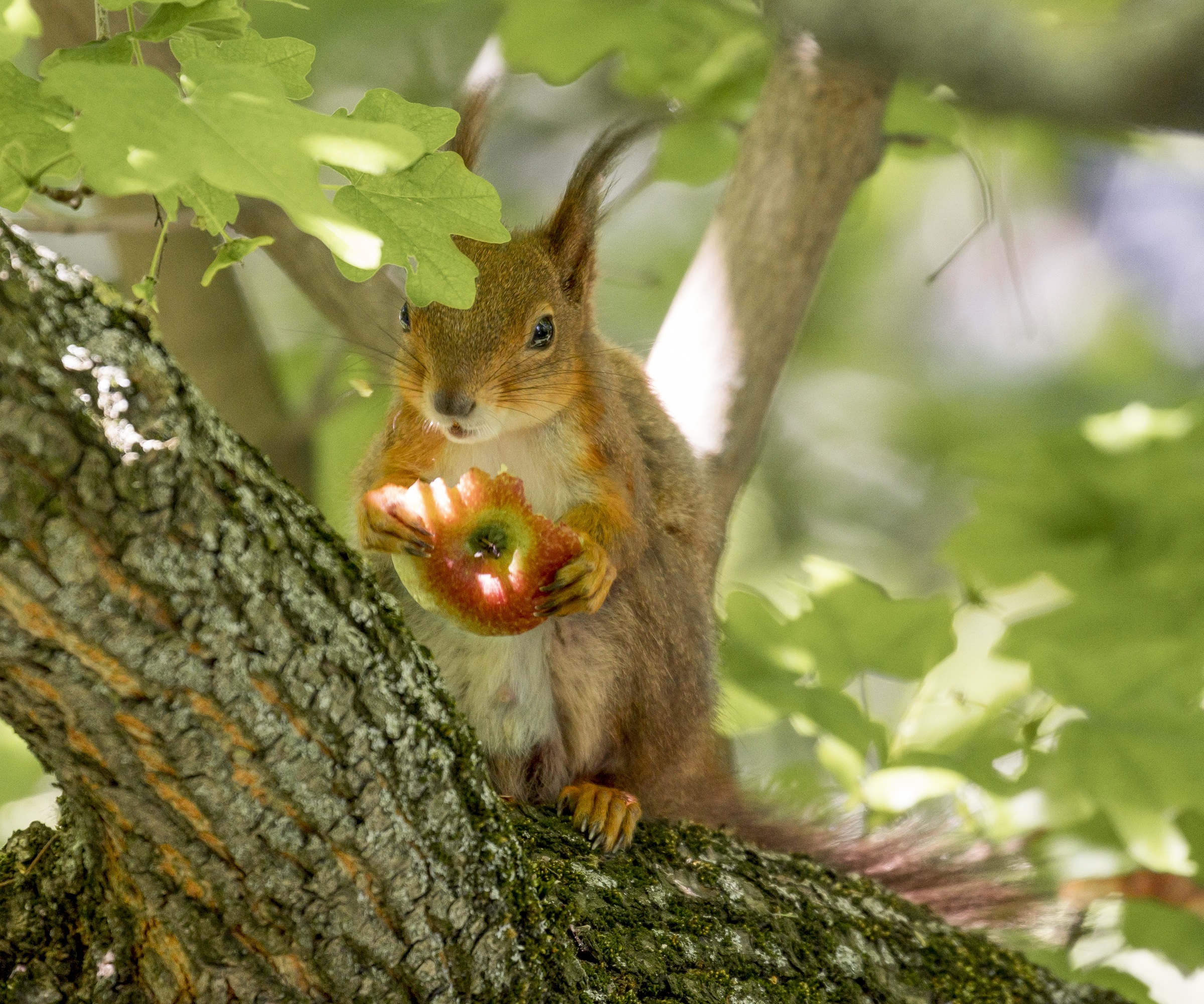 Red Squirrel with apple