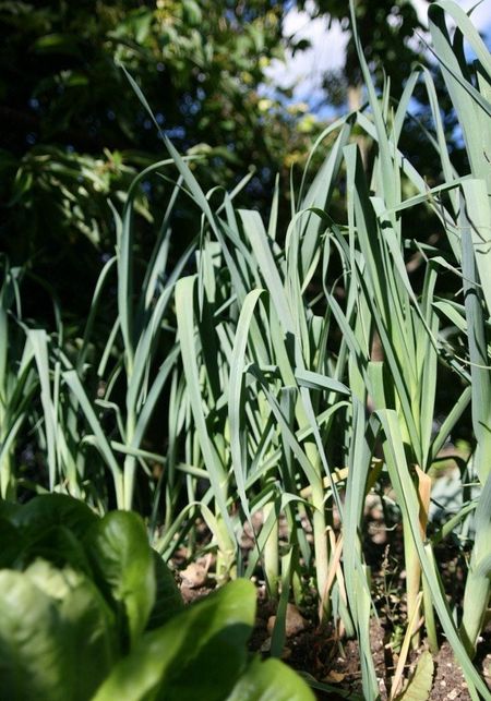 Vegetables In A Garden