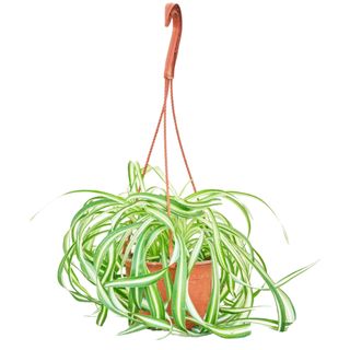 A spider plant in a hanging planter