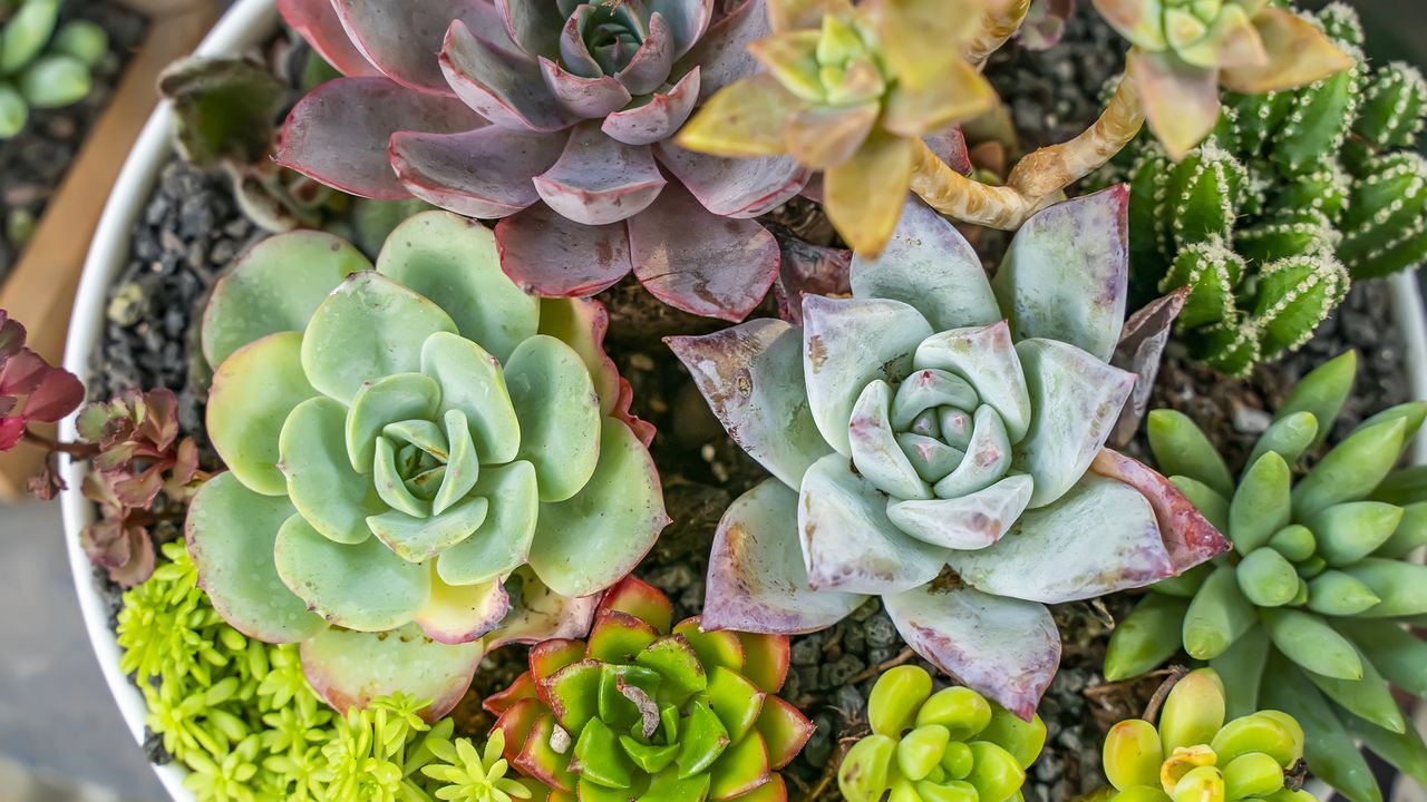 Miniature succulent plants in garden