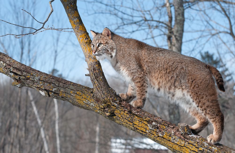 Bobcat