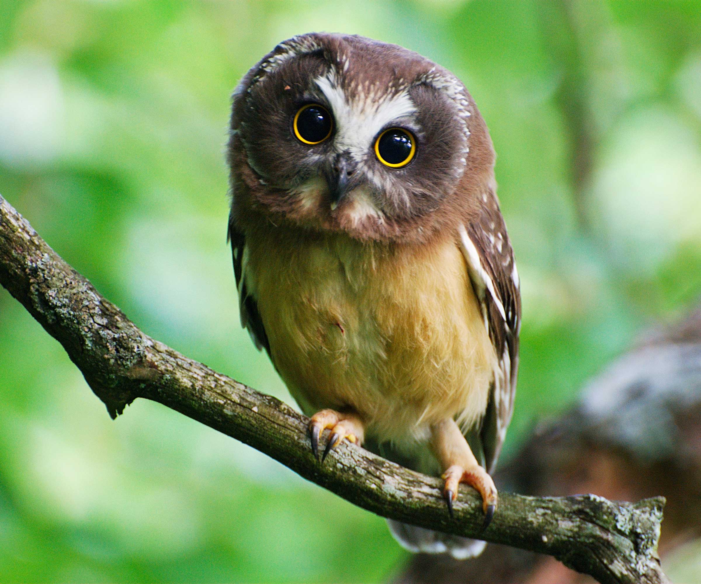 Owl Nest Boxes An Expert Guide Homes Gardens   A98sucKqmonSdboe4QYxrK 