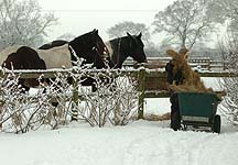 Winter feeding