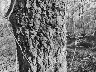 OnePlus 9 Pro camera samples